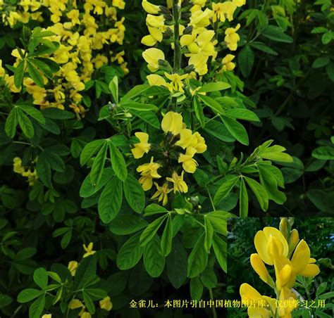 科学网20230626金雀儿Cytisus scoparius L Link 栗茂腾的博文