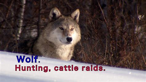 Wolveshuntingcattle Raids Wolves Eating Sheepwolf Attack Youtube