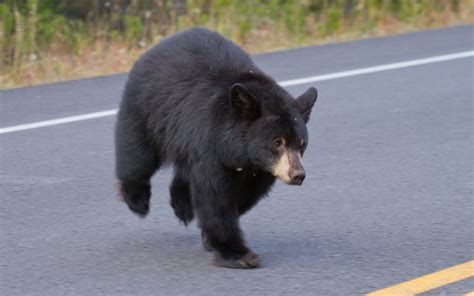 Nerve Racking Moment Black Bear Approaches Woman At Bus Stop Caught On