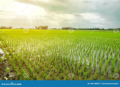 Beautiful Rice Field Stock Image Image Of Indonesia 100148893