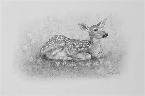 Deer Drawing, Deer Art Print, Fawn, Whitetail Deer, Deer Illustration ...