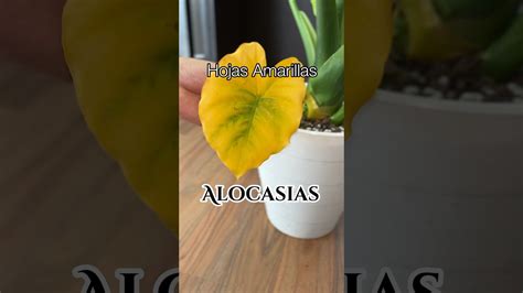 Porque Se Ponen Amarillas Las Hojas De Las Alocasias Plantas