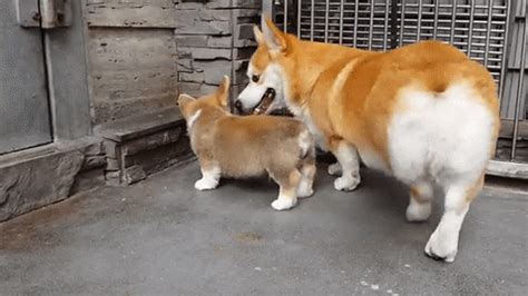 corgi puppies table gif animal gifs puppies page  gifs  funny