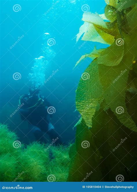 Diver and Kelp stock photo. Image of adventure, macrocystis - 105810404
