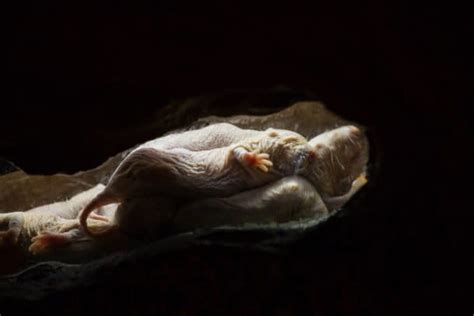 The Queen Sets The Tone Deciphering The Dialects Of Naked Mole Rats