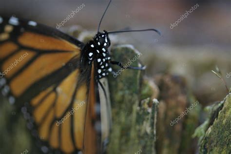 Primer Plano De La Mariposa Monarca Invernando En Un Bosque De