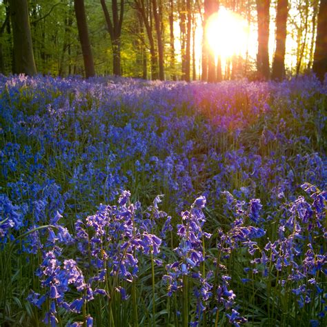 Bluebell Woods - Chris Hawkins Photographer