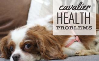 Cavalier King Charles Spaniel Health Problems - Canine Journal