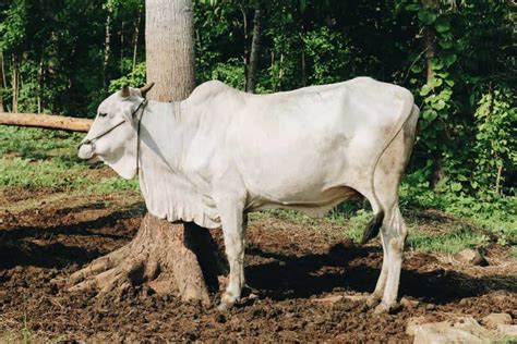 Ongole Cattle ~ Robust and Resilient - Rural Living Today