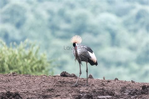 Wild Animals In Kenya, Africa Picture And HD Photos | Free Download On ...