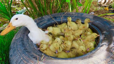 Amazing Pekin Duckling Hatching From Eggs Nee Baby Duck Born Youtube