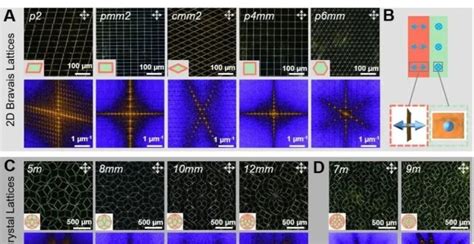 浙江大学许震、高超团队：以氧化石墨烯为例初绘二维大分子构象工程蓝图腾讯新闻