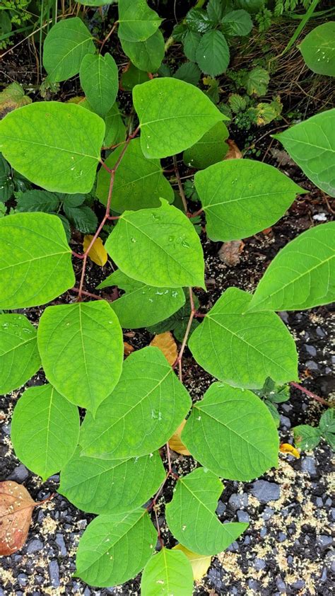 Japanese Knotweed 2025 Japanese Knotweed Plus