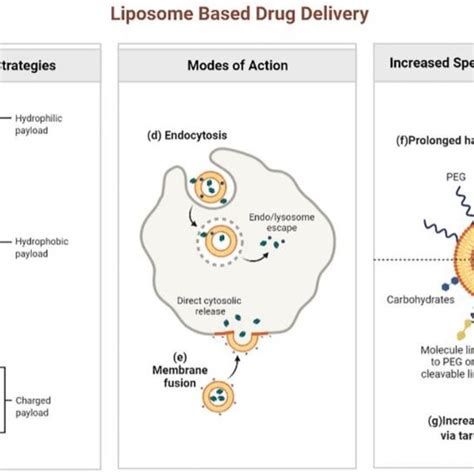 Liposome Based Drug Delivery Reprinted From Ref 28 Copyright 2022