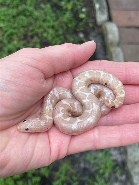 Snow Paradox Kenyan Sand Boa By Matzens Morphs Morphmarket