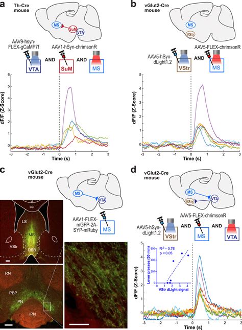 The Excitation Of Sum To Septum Glu Neurons Activates Vta Da Neurons