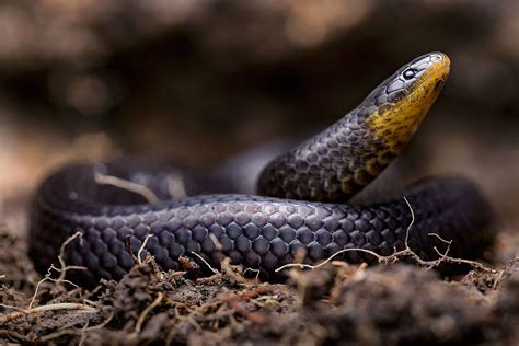 Three New Snake Species Discovered In Graveyards