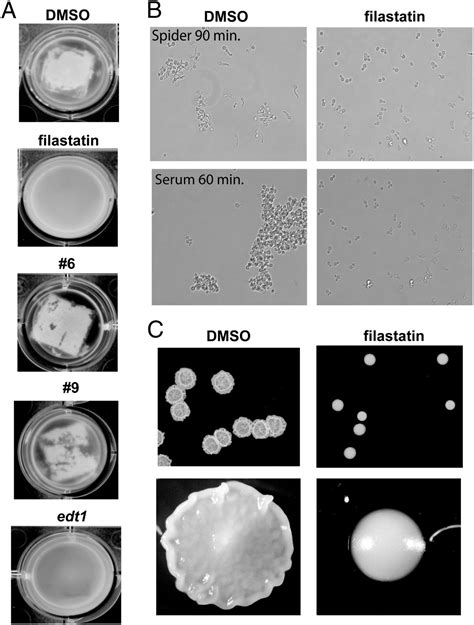 Chemical Screening Identifies Filastatin A Small Molecule Inhibitor Of