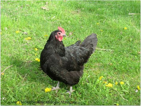 How To Cull Your Old Laying Hens Urban Chickens Urban Chicken