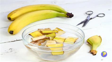 Peau De Banane Utilisations Fiables Et Peu Connues