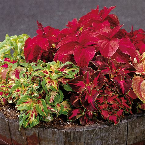 COLEUS SUPERFINE RAINBOW MASTERBLENDS MIX Muller Seeds