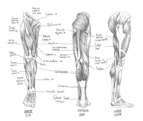 muscles images   png psd mockups hd wallpapers