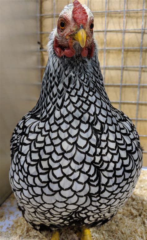 Wyandotte Chicken