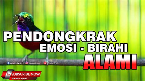 Suara Konin Pendongkrak Alami Emosi Birahi Cocok Untuk Pancingan Burung