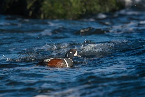 Harlequin Duck Barnegat Lighthouse State Park New Jersey John