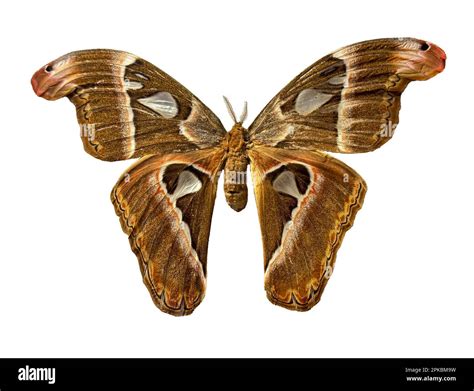 Moth Feathery Antenna Cut Out Stock Images And Pictures Alamy