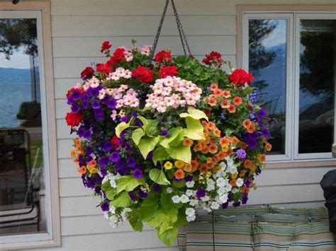 Sun Loving Hanging Basket Hanging Plants Diy Hanging Flower Baskets Hanging Plants