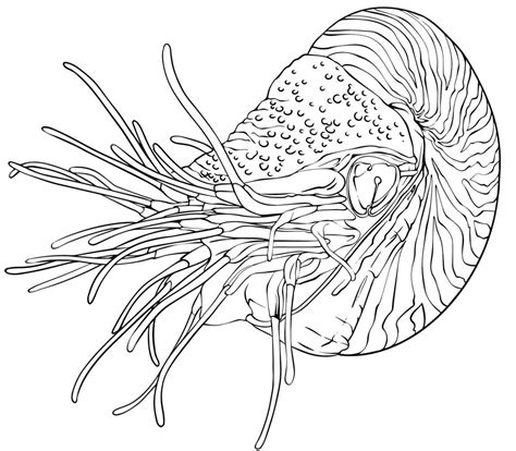 Almeja Nautilus Dibujo Vectorial En Blanco Y Negro Para Colorear Y