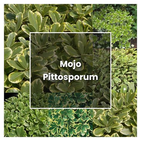 How to Grow Mojo Pittosporum - Plant Care & Tips | NorwichGardener