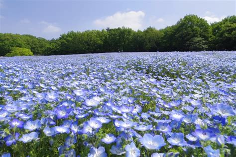 約10万本の”ネモフィラ”が開花。4月上旬の全面見頃がまもなくです！（国営武蔵丘陵森林公園） 西武造園株式会社のプレスリリース