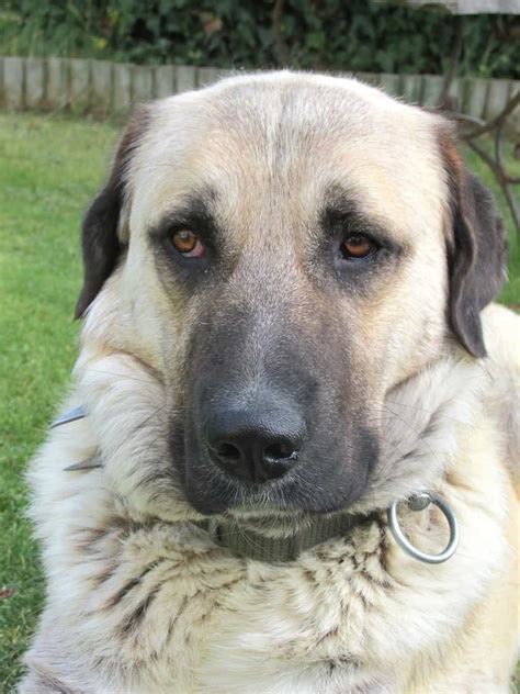 The Kangal Shepherd Your Ultimate Breed Information Guide Your Dog