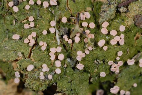 Pink Lichen 96鞍馬山076 潘立傑 Lichieh Pan Flickr