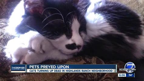 Mutilated Dismembered Cats Found In Highlands Ranch Neighborhood