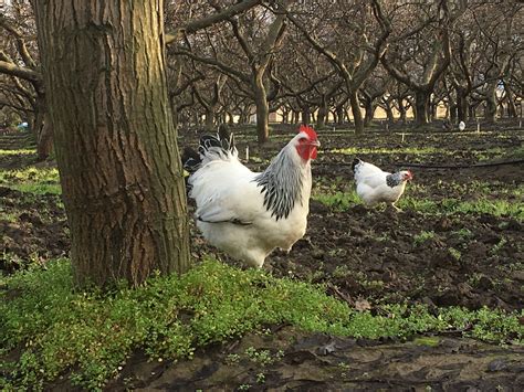 Light Sussex Rooster Sunbird Farms