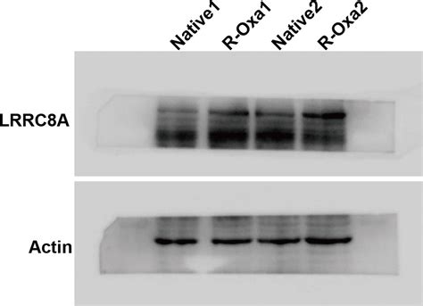 Lrrc A Promotes The Initial Development Of Oxaliplatin Resistance In