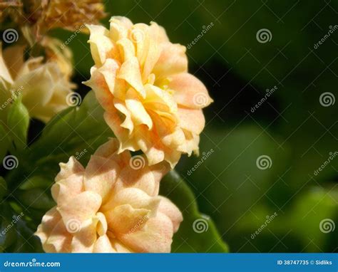 Hellrosa Blumen In Der Sonne Stockbild Bild Von Blüte Farbe 38747735