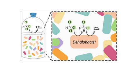 A Multifunctional Dehalobacter Tandem Chloroform And Dichloromethane