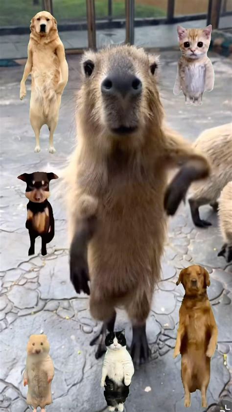 Capybara Standing On Hind Legs