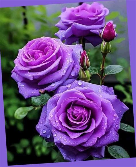 Beautiful Purple Roses With Water Droplets