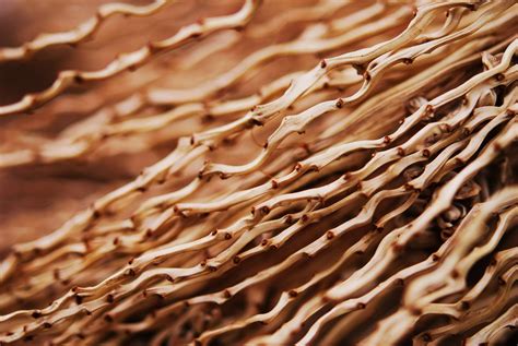 fibre fiber  pixabay