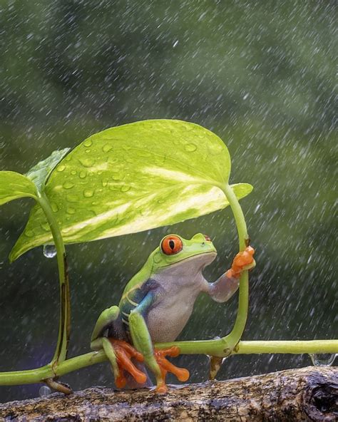 Under An Umbrella Leaf Animals Animals Beautiful Cute Baby Animals