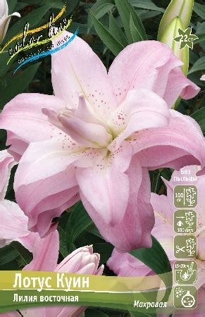 Оптовая торговля голландскими луковицами цветов (лилии, гладиолусы ...