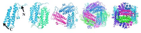 Structure Of The DPS Protein From Left To Right Monomer Dimer