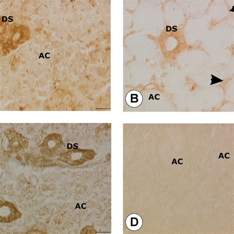 Sections Of Rat Submandibular Glands A And D Sublingual Gland B