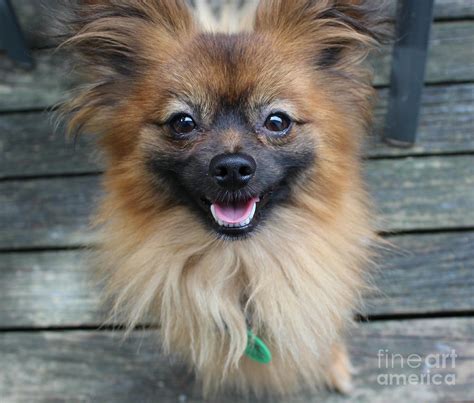 Smiling Pomeranian Photograph by Tegan Jarvis - Fine Art America