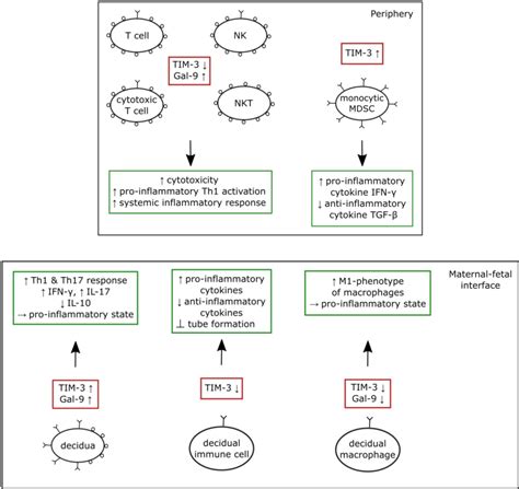 Figure 2 From The Role Of The Immune Checkpoint Molecules Pd 1 Pd L1